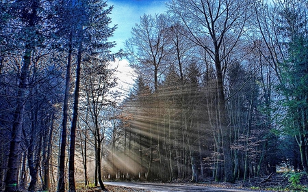 FOREST SUNLIGHT - sunbeams, pathway, trees, sunlight, silver rods, forest, blue, sunrays