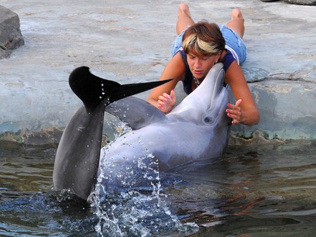 Dolphin love - love, dolphin, cool, picture