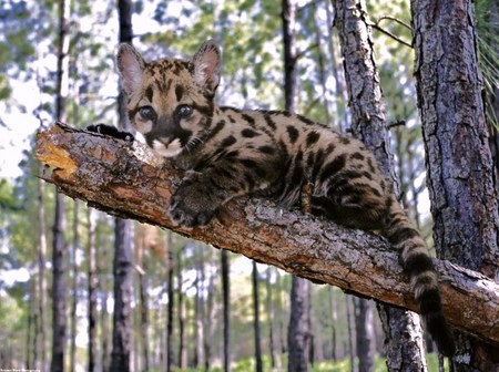 Waiting for Mom - branch tree, leopard, baby, forest, spotted coat, waiting