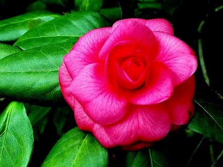 Camellia-Alabama-State-Flower - alabama-state, picture, beautiful, flower, camellia