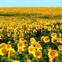 Sunflowers