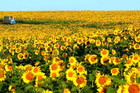 Sunflowers - picture, sunflowers, in field, beautiful