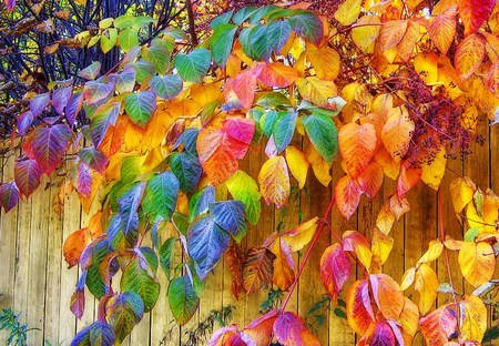 Paintbox colors - hanging, colors, fence, tree, painted, leaves