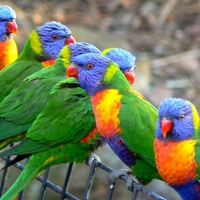 Colorful Parrots