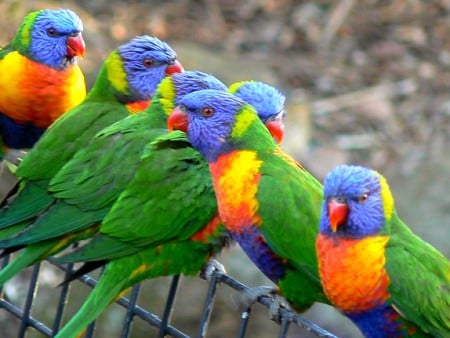 Colorful Parrots - beautiful, parrots, picture, colorful