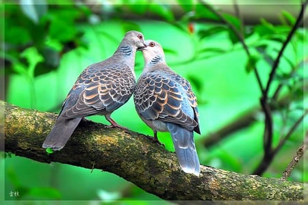 Pigeons Love - pigeons, love, picture, beautiful