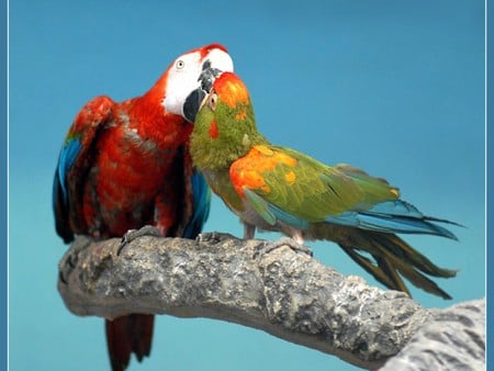 Parrots Love - beautiful, parrots, love, picture