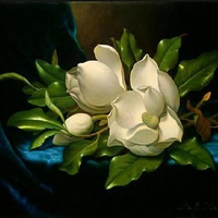 Giant Magnolia on a Blue Velvet Cloth