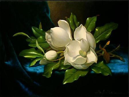 Giant Magnolia on a Blue Velvet Cloth - cloth, blue, leaves, green, magnolia