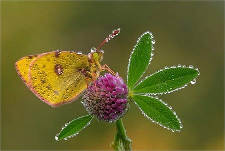 Butterfly on Flower - butterfly, flower, picture, beautiful