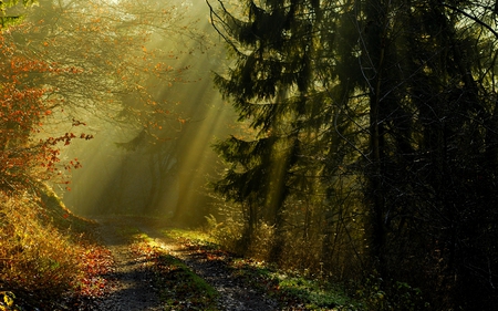 SUNSHINE FOREST - sunbeams, pathway, trees, sunlight, forest, pine, path