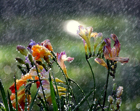 Summer Rain - freesia, rain, raindrops, wet, summer, flowers