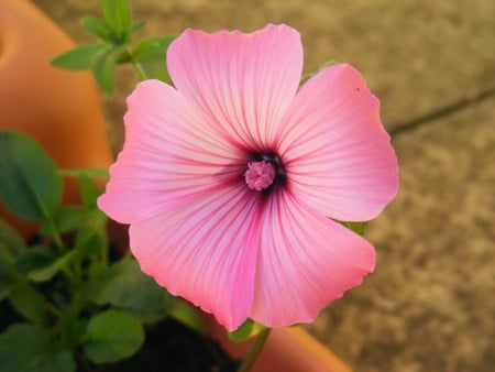 Pink flower - flower, petals, pink, pretty