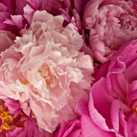 Peonies Pink