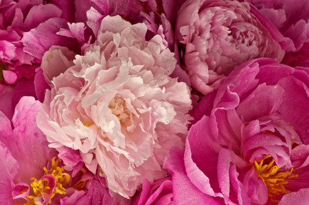 Peonies Pink - pink peonies, peonies, flowers, pink flowers