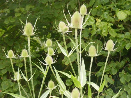 Thistles - leaves, green, plants, thistles