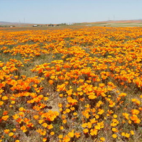 California Poppys