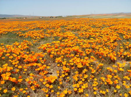 California Poppys - poppy, flower, reservation, california