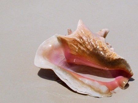 Lone Seashell - beach, seashell, closeup, white sand