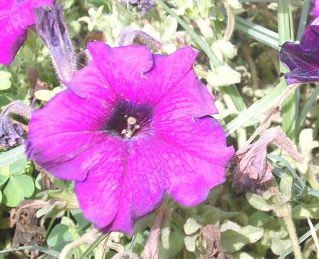 Petunia - flowers, nature, mauve, petunia