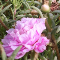 Moss rose