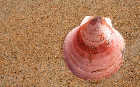 Pink Seashell - beach, seashell, sand, pink