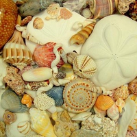 Seashell Collection