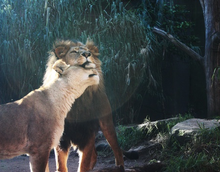 Just because - lions, love, forest, animals