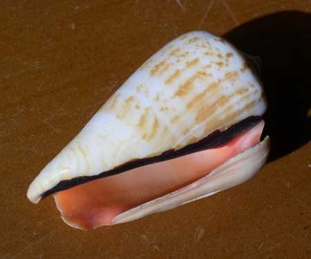 Large Seashell - beach, seashell, closeup, large