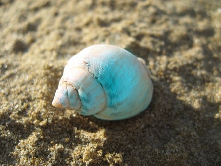 Pearl Seashell - seashell, sand, beach, pearl