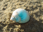 Pearl Seashell