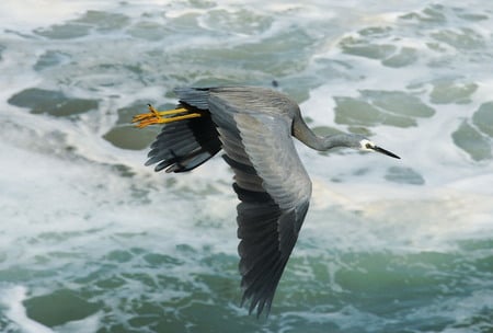 Flying over the sea - bird, flying, beautiful, sea, nature