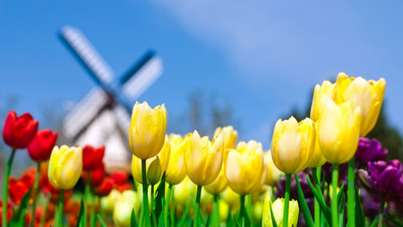 Windmill and Tulips - flowers, garden, tulips, windmill