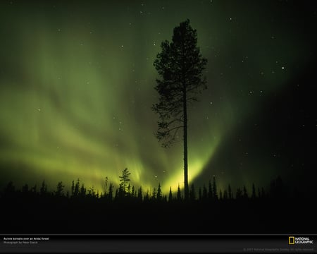 Northern Lights - trees, northern lights, green, sky