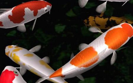 Fish Pond - koi, fish, swimming, pond