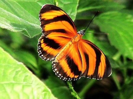 Tiger stripes - black, white, frilled, butterfly, orange, tiger striping, leaves