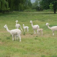 Alpacas