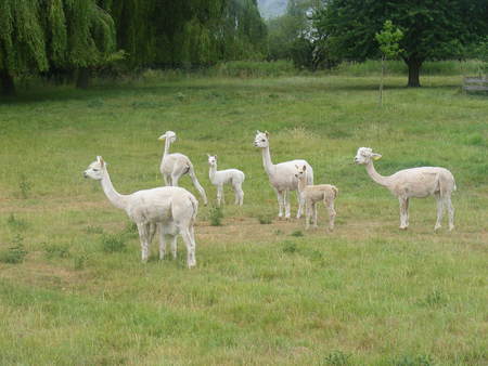 Alpacas - white, family, alpacas, field, green