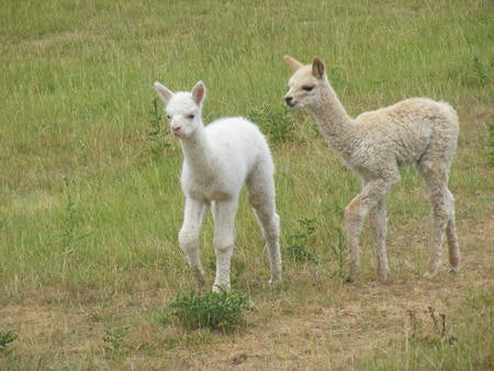 Baby Alpacas - white, green, field, alpacas, baby, young