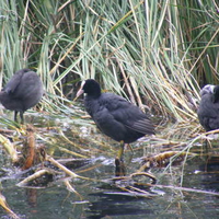 Baby Coots