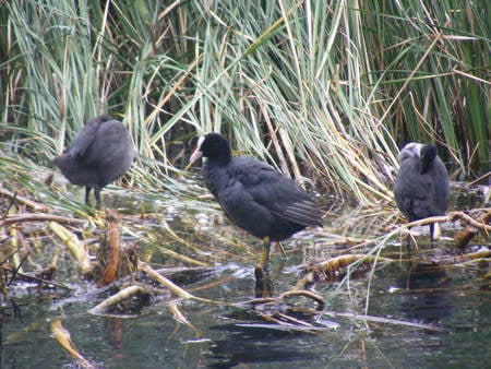 Baby Coots - bird, black, river, water, coot, grass