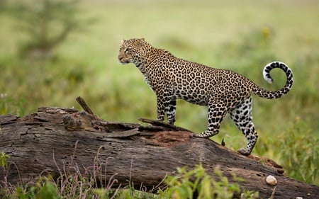 Leopard - leopard, animals, cats, beautiful