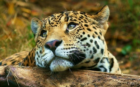 Moody Leopard - felines, leopard, beautiful, animals, cats, day