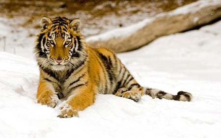 Tiger - cats, animals, tiger, beautiful, snow