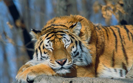 Sleeping Siberian Tiger - beautiful, animals, cats, russia, siberian tiger, tiger