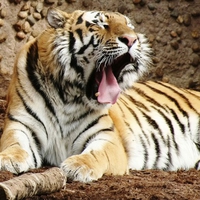 Bengal Tiger
