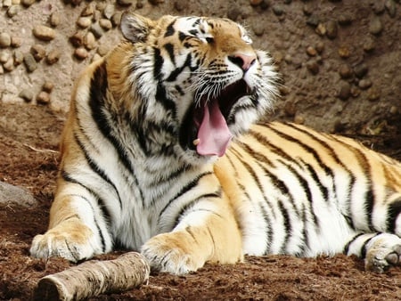 Bengal Tiger - beautiful, animals, cats, indian tiger, tiger, bengal tiger