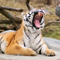 Tiger Roaring
