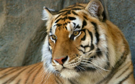 Bengal Tiger