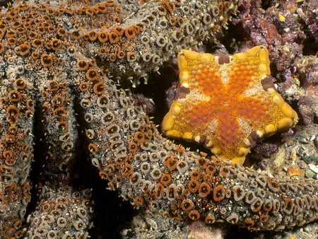 Creatures Of The Sea - starfish, nature, yellow, octopuss, sea